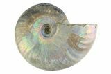 Silver Iridescent Ammonite (Cleoniceras) Fossil - Madagascar #346733-1